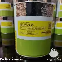 فروش بذر پیاز مینروا در کرمان  در گروه خرید و فروش بذر پیاز در یکمیوه