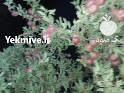 سیب سفید قرمز در گروه خرید و فروش سیب در یکمیوه -عکس1