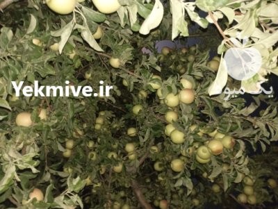 سیب سفید قرمز در گروه خرید و فروش سیب در یکمیوه -عکس2