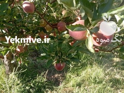 سیب سفید قرمز در گروه خرید و فروش سیب در یکمیوه -عکس3