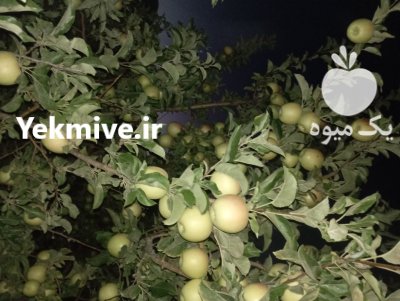 سیب سفید قرمز در گروه خرید و فروش سیب در یکمیوه -عکس4