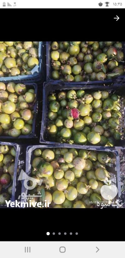 انار ترش محلی رشت در گیلان در گروه خرید و فروش انار در یکمیوه -عکس1