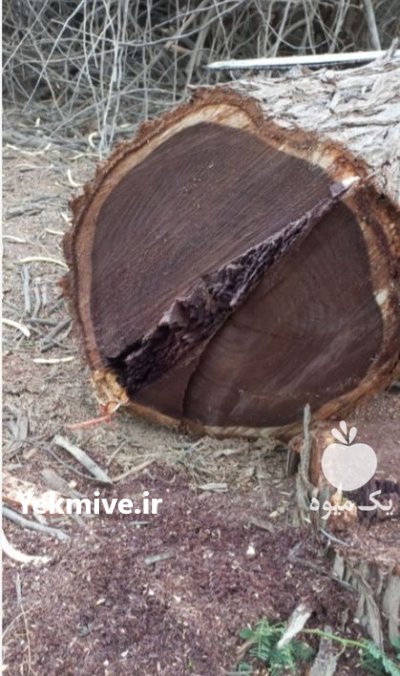 چوب چهار تراش کهور 44 در تهران در گروه خرید و فروش انواع چوب در یکمیوه -عکس4
