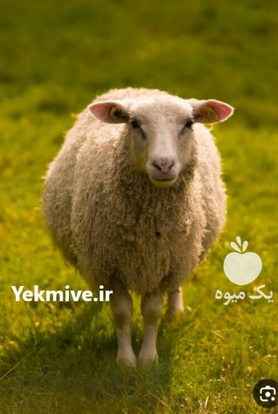 سی عدد گوسفندداشت ی در بردسیر در گروه گاو و گوسفند و میش و بز کهره گوساله در یکمیوه -عکس1