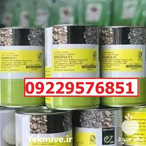 بذر پیاز مینروا پرفروش اصل در کرمان  در گروه خرید و فروش پیاز در یکمیوه -عکس1