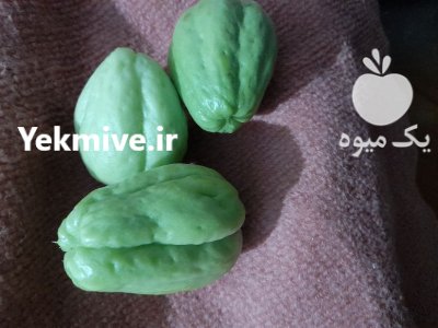 میوه چایوت در ساری در گروه خرید و فروش محصولات باغبانی در یکمیوه -عکس1