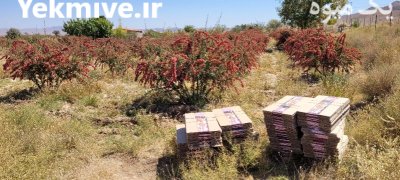 زرشک دانه تازه در قائن در گروه خرید و فروش زرشک در یکمیوه -عکس1