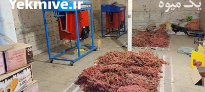 زرشک دانه تازه در قائن در گروه خرید و فروش زرشک در یکمیوه -عکس2