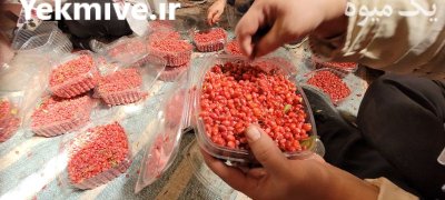 زرشک دانه تازه در قائن در گروه خرید و فروش زرشک در یکمیوه -عکس3