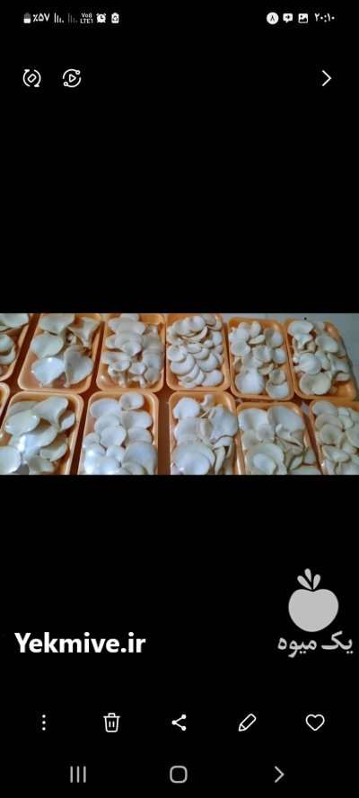 قارچ صدفی در تهران در گروه خرید و فروش قارچ در یکمیوه -عکس1