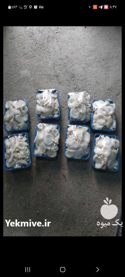 قارچ صدفی در تهران در گروه خرید و فروش قارچ در یکمیوه -عکس2