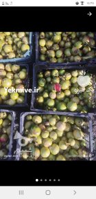 انار ترش محلی رشت در گیلان در گروه خرید و فروش انار در یکمیوه