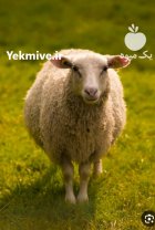 سی عدد گوسفندداشت ی در بردسیر در گروه گاو و گوسفند و میش و بز کهره گوساله در یکمیوه