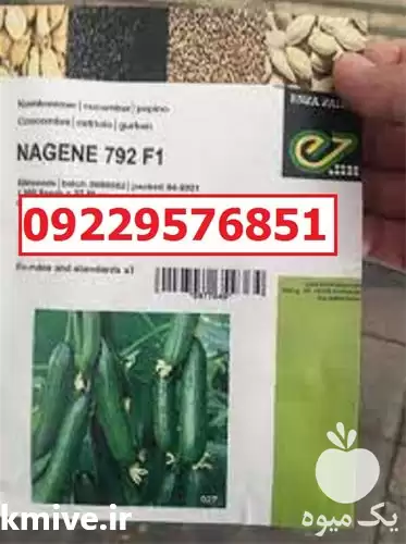 عرضه بذر خیار ناگین پرفروش در اهواز در گروه خرید و فروش بذر خیار در یکمیوه -عکس1