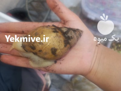 فروش حلزون آلبینو گدشت سفید در تهران در گروه انواع محصولات شیلات در یکمیوه -عکس1