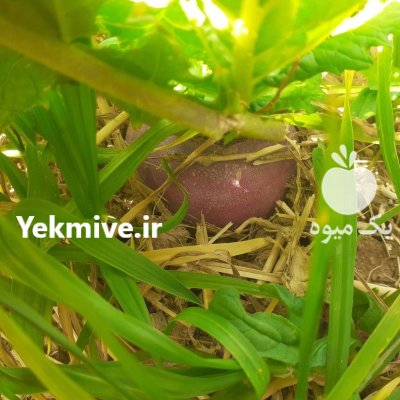 فروش عمده شلغم در زنجان در گروه خرید و فروش شلغم در یکمیوه -عکس1