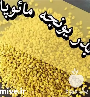 قیمت خرید بذر یونجه مائوپا در تبریز در گروه خرید و فروش بذر یونجه در یکمیوه -عکس1