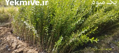 فروش شمشاد ترون در گروه خرید و فروش گیاهان زینتی در یکمیوه -عکس2