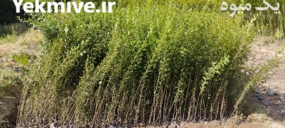 فروش شمشاد ترون در گروه خرید و فروش گیاهان زینتی در یکمیوه -عکس1