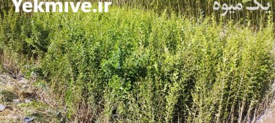 فروش شمشاد ترون در گروه خرید و فروش گیاهان زینتی در یکمیوه -عکس3