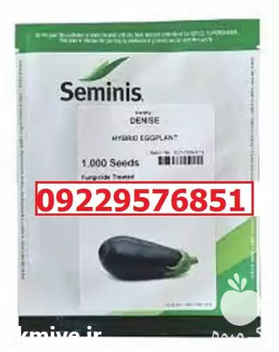 فروش بذر بادمجان لامپی فینیکس اصل در رشت در گروه خرید و فروش بذر بادمجان در یکمیوه -عکس1