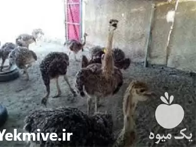 دوره آموزش پرورش شترمرغ در تهران در گروه دوره آموزش کشاورزی در یکمیوه -عکس1