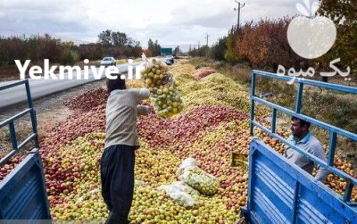 فروش سیب زیر درختی در اشنویه در گروه خرید و فروش سیب در یکمیوه -عکس1