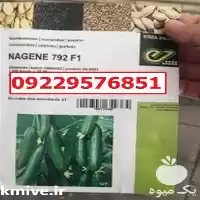 عرضه بذر خیار ناگین پرفروش در اهواز در گروه خرید و فروش بذر خیار در یکمیوه