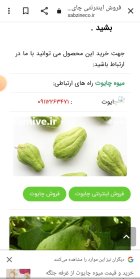 چایوت در ساری