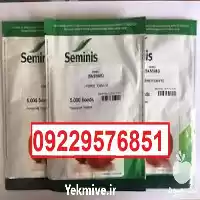 بذر گوجه فرنگی باسیمو پرفروش اصل در گروه خرید و فروش بذر گوجه در یکمیوه