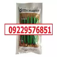 بذر خیار ویکتوریا پرفروش اصل در اهواز در گروه خرید و فروش بذر خیار در یکمیوه