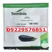 فروش بذر بادمجان لامپی فینیکس اصل در رشت در گروه خرید و فروش بذر بادمجان در یکمیوه