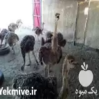 دوره آموزش پرورش شترمرغ در تهران در گروه دوره آموزش کشاورزی در یکمیوه