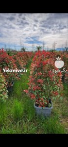 فروش انواع نهال زینتی میوه بن دار در گروه خرید و فروش نهال در یکمیوه