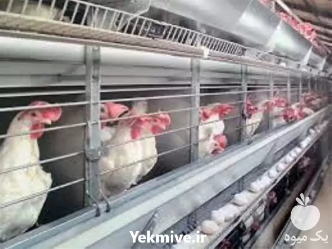 دوره آموزش پرورش مرغ تخم گذار در تهران در گروه دوره آموزش کشاورزی در یکمیوه -عکس1