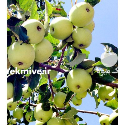 فروش سیب درجه یک دو سه در شیراز در گروه خرید و فروش سیب در یکمیوه -عکس4