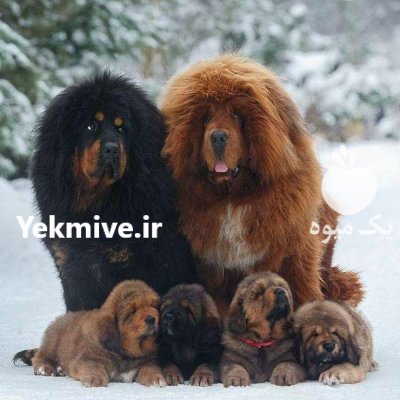 فروش سگ تبت ماستیف توله تبت در کرج در گروه سگ و گربه در یکمیوه -عکس1