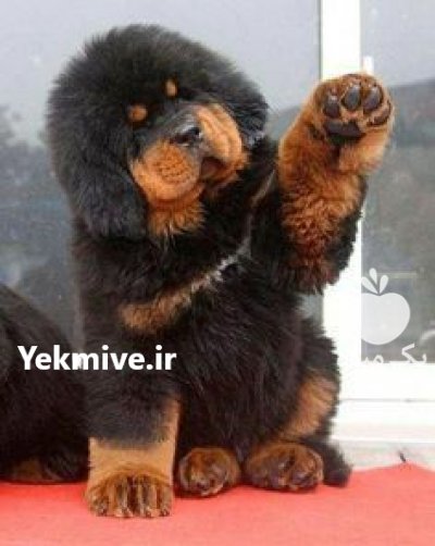 فروش سگ تبت ماستیف توله تبت در کرج در گروه سگ و گربه در یکمیوه -عکس2
