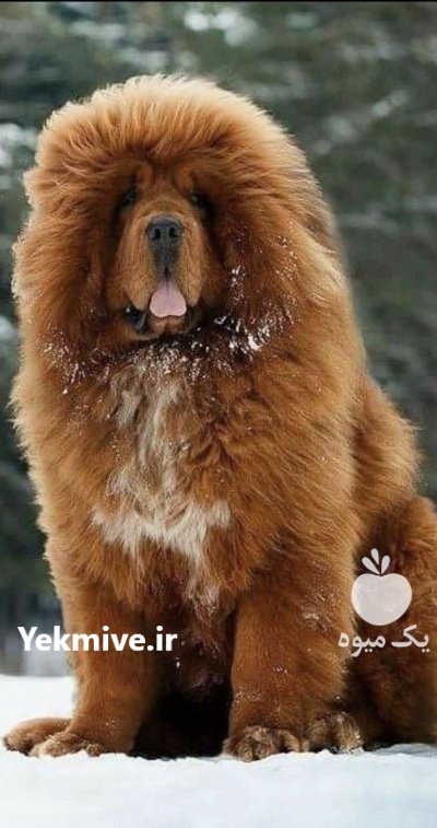 فروش سگ تبت ماستیف توله تبت در کرج در گروه سگ و گربه در یکمیوه -عکس3