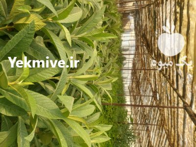 نهال ازگیل ژاپنی 2 متری در اصفهان در گروه خرید و فروش نهال در یکمیوه -عکس1