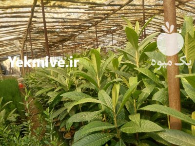 نهال ازگیل ژاپنی 2 متری در اصفهان در گروه خرید و فروش نهال در یکمیوه -عکس2