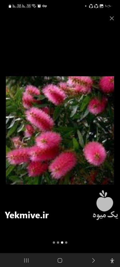 نهال شیشه شور چهارفصل در اصفهان در گروه خرید و فروش نهال در یکمیوه -عکس1