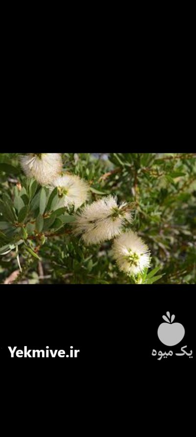 نهال شیشه شور چهارفصل در اصفهان در گروه خرید و فروش نهال در یکمیوه -عکس2