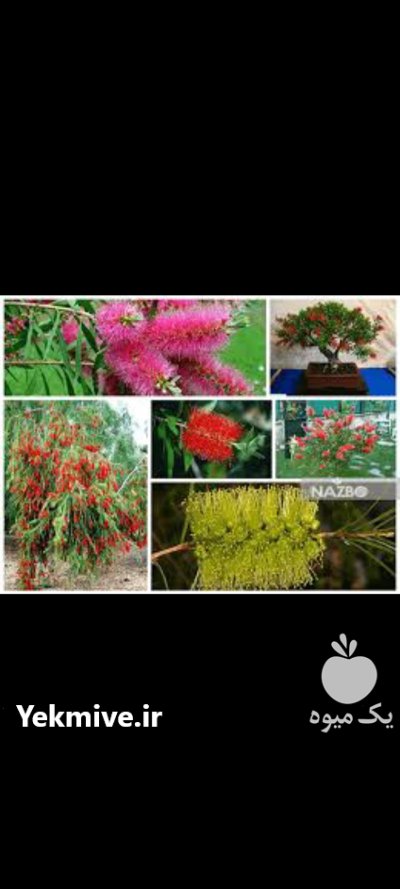 نهال شیشه شور چهارفصل در اصفهان در گروه خرید و فروش نهال در یکمیوه -عکس3