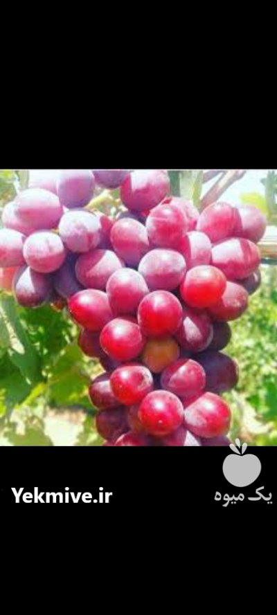 انواع نهال انگور 3 ساله در اصفهان در گروه خرید و فروش نهال انگور در یکمیوه -عکس1