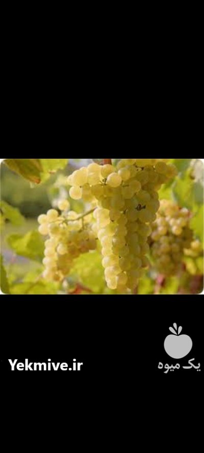 انواع نهال انگور 3 ساله در اصفهان در گروه خرید و فروش نهال انگور در یکمیوه -عکس2