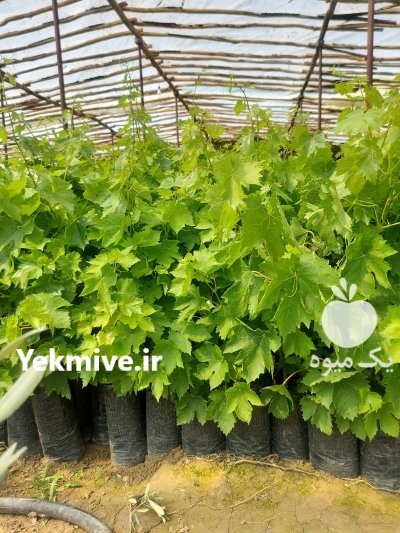 انواع نهال انگور 3 ساله در اصفهان در گروه خرید و فروش نهال انگور در یکمیوه -عکس3