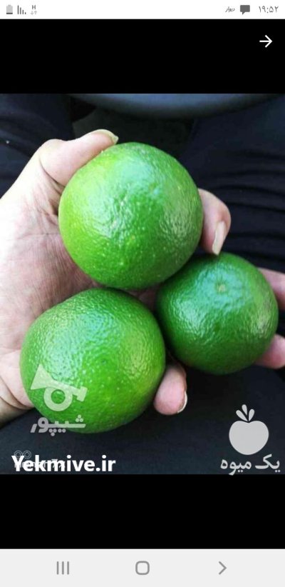 نارنج آبدار در رشت در گروه خرید و فروش نارنج در یکمیوه -عکس1