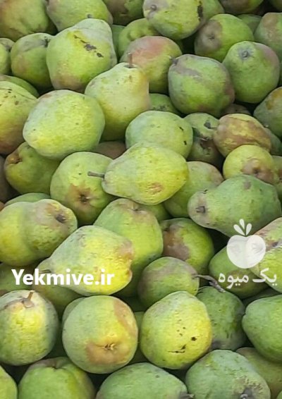 فروش گلابی درگزی درشت تناژ بالا در مشهد در گروه خرید و فروش گلابی در یکمیوه -عکس2