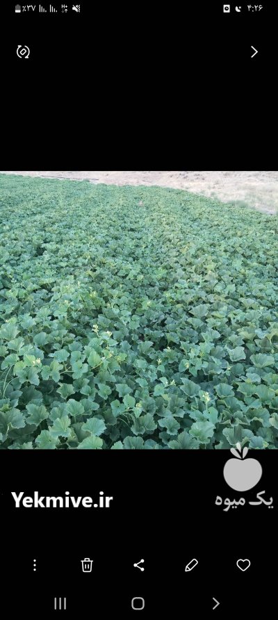 خربزه مشهد خربزه مشهدی در ماه نشان در گروه خرید و فروش خربزه در یکمیوه -عکس1